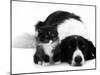 Black-And-White Border Collie Lying Chin on Floor with Black-And-White Kitten-Jane Burton-Mounted Premium Photographic Print