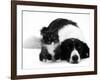 Black-And-White Border Collie Lying Chin on Floor with Black-And-White Kitten-Jane Burton-Framed Photographic Print