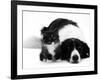 Black-And-White Border Collie Lying Chin on Floor with Black-And-White Kitten-Jane Burton-Framed Photographic Print