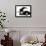 Black-And-White Border Collie Lying Chin on Floor with Black-And-White Kitten-Jane Burton-Framed Photographic Print displayed on a wall