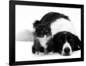 Black-And-White Border Collie Lying Chin on Floor with Black-And-White Kitten-Jane Burton-Framed Photographic Print