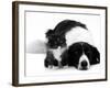 Black-And-White Border Collie Lying Chin on Floor with Black-And-White Kitten-Jane Burton-Framed Photographic Print