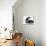 Black-And-White Border Collie Lying Chin on Floor with Black-And-White Kitten-Jane Burton-Mounted Photographic Print displayed on a wall