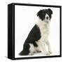 Black-And-White Border Collie, Phoebe, Raising Her Lame Paw-Mark Taylor-Framed Stretched Canvas