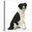 Black-And-White Border Collie, Phoebe, Raising Her Lame Paw-Mark Taylor-Stretched Canvas