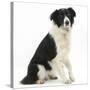 Black-And-White Border Collie, Phoebe, Raising Her Lame Paw-Mark Taylor-Stretched Canvas