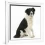 Black-And-White Border Collie, Phoebe, Raising Her Lame Paw-Mark Taylor-Framed Photographic Print