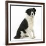 Black-And-White Border Collie, Phoebe, Raising Her Lame Paw-Mark Taylor-Framed Photographic Print