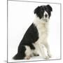 Black-And-White Border Collie, Phoebe, Raising Her Lame Paw-Mark Taylor-Mounted Photographic Print