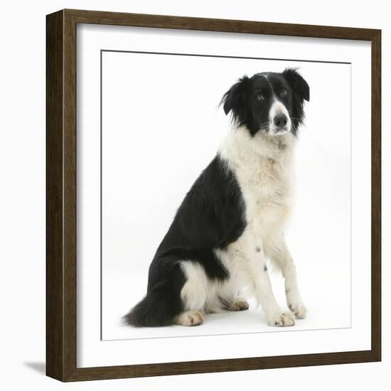 Black-And-White Border Collie, Phoebe, Raising Her Lame Paw-Mark Taylor-Framed Photographic Print
