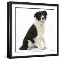 Black-And-White Border Collie, Phoebe, Raising Her Lame Paw-Mark Taylor-Framed Photographic Print