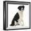 Black-And-White Border Collie, Phoebe, Raising Her Lame Paw-Mark Taylor-Framed Photographic Print