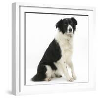 Black-And-White Border Collie, Phoebe, Raising Her Lame Paw-Mark Taylor-Framed Photographic Print