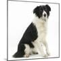 Black-And-White Border Collie, Phoebe, Raising Her Lame Paw-Mark Taylor-Mounted Photographic Print