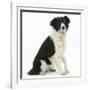 Black-And-White Border Collie, Phoebe, Raising Her Lame Paw-Mark Taylor-Framed Photographic Print