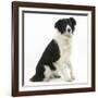 Black-And-White Border Collie, Phoebe, Raising Her Lame Paw-Mark Taylor-Framed Photographic Print