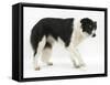 Black-And-White Border Collie, Phoebe, Walking, Raising Her Lame Paw-Mark Taylor-Framed Stretched Canvas