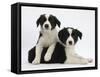 Black-And-White Border Collie Puppies, 6 Weeks-Mark Taylor-Framed Stretched Canvas