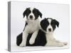 Black-And-White Border Collie Puppies, 6 Weeks-Mark Taylor-Stretched Canvas