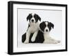 Black-And-White Border Collie Puppies, 6 Weeks-Mark Taylor-Framed Photographic Print