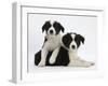 Black-And-White Border Collie Puppies, 6 Weeks-Mark Taylor-Framed Photographic Print