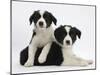 Black-And-White Border Collie Puppies, 6 Weeks-Mark Taylor-Mounted Photographic Print