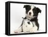 Black and White Border Collie Puppy and Baby Bunny-Mark Taylor-Framed Stretched Canvas