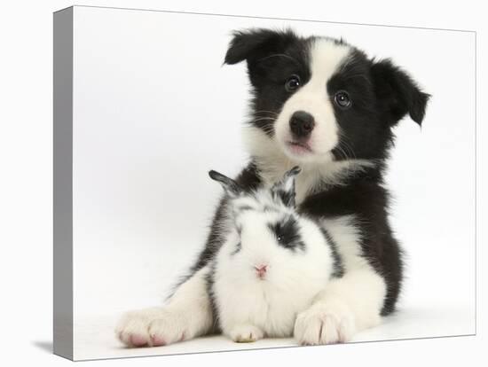 Black and White Border Collie Puppy and Baby Bunny-Mark Taylor-Stretched Canvas