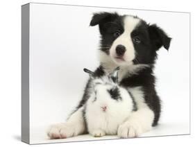 Black and White Border Collie Puppy and Baby Bunny-Mark Taylor-Stretched Canvas