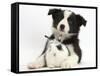 Black and White Border Collie Puppy and Baby Bunny-Mark Taylor-Framed Stretched Canvas