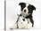 Black and White Border Collie Puppy and Baby Bunny-Mark Taylor-Stretched Canvas