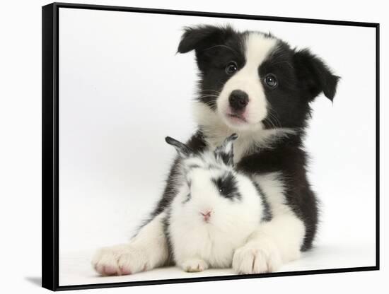 Black and White Border Collie Puppy and Baby Bunny-Mark Taylor-Framed Stretched Canvas