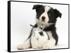 Black and White Border Collie Puppy and Baby Bunny-Mark Taylor-Framed Stretched Canvas