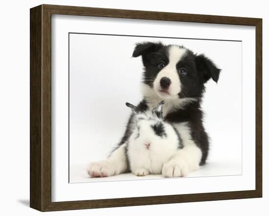 Black and White Border Collie Puppy and Baby Bunny-Mark Taylor-Framed Premium Photographic Print