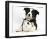 Black and White Border Collie Puppy and Baby Bunny-Mark Taylor-Framed Premium Photographic Print