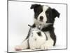 Black and White Border Collie Puppy and Baby Bunny-Mark Taylor-Mounted Premium Photographic Print