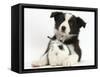 Black and White Border Collie Puppy and Baby Bunny-Mark Taylor-Framed Stretched Canvas