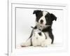 Black and White Border Collie Puppy and Baby Bunny-Mark Taylor-Framed Photographic Print