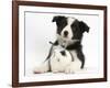 Black and White Border Collie Puppy and Baby Bunny-Mark Taylor-Framed Photographic Print