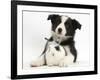 Black and White Border Collie Puppy and Baby Bunny-Mark Taylor-Framed Photographic Print