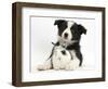 Black and White Border Collie Puppy and Baby Bunny-Mark Taylor-Framed Photographic Print