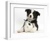 Black and White Border Collie Puppy and Baby Bunny-Mark Taylor-Framed Photographic Print