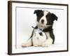 Black and White Border Collie Puppy and Baby Bunny-Mark Taylor-Framed Photographic Print