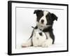 Black and White Border Collie Puppy and Baby Bunny-Mark Taylor-Framed Photographic Print