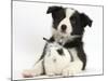 Black and White Border Collie Puppy and Baby Bunny-Mark Taylor-Mounted Photographic Print