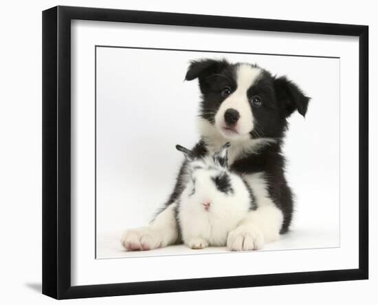 Black and White Border Collie Puppy and Baby Bunny-Mark Taylor-Framed Photographic Print