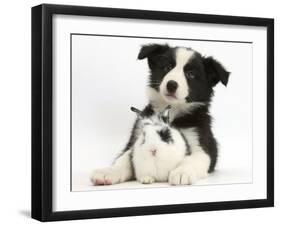 Black and White Border Collie Puppy and Baby Bunny-Mark Taylor-Framed Photographic Print