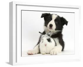 Black and White Border Collie Puppy and Baby Bunny-Mark Taylor-Framed Photographic Print