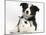 Black and White Border Collie Puppy and Baby Bunny-Mark Taylor-Mounted Photographic Print