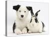 Black and White Border Collie Puppy and Black and White Rabbit-Mark Taylor-Stretched Canvas